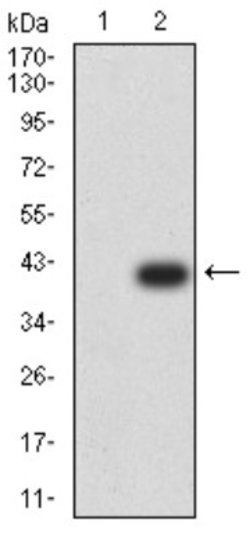 AMPK alpha 2 Antibody (5B4G1) - BSA Free, Novus Biologicals:Antibodies:Primary